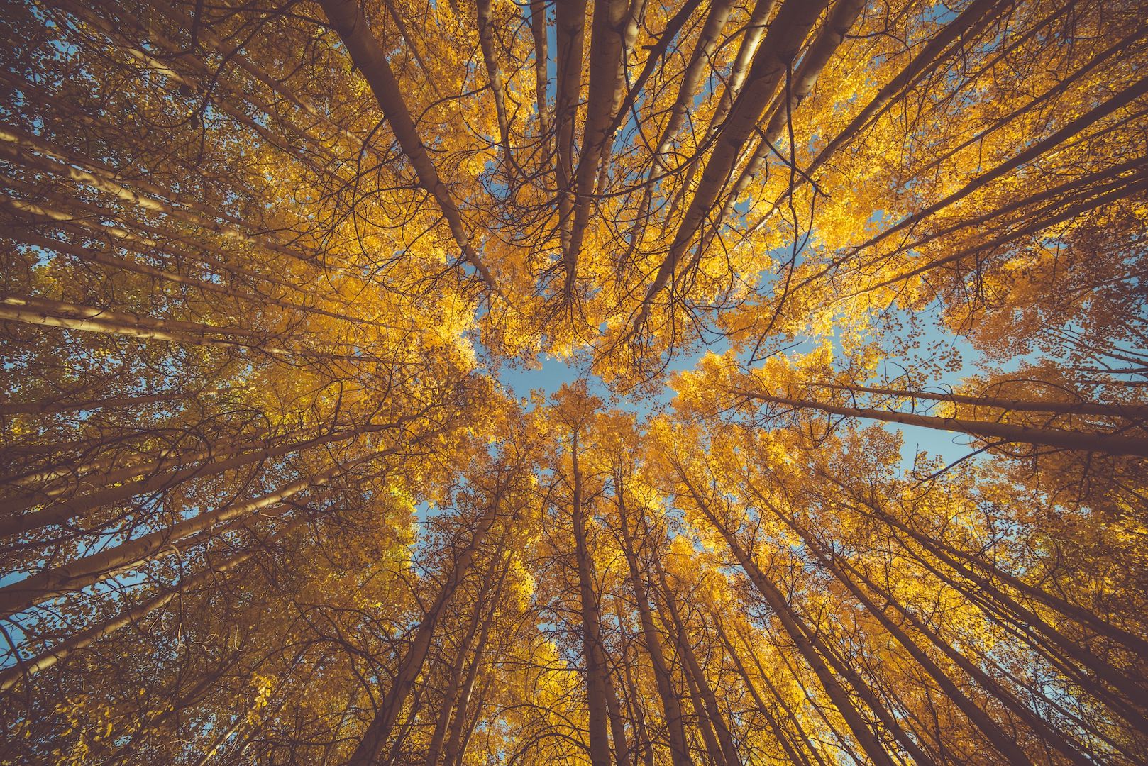 Trees with yellow leaves